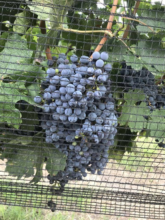 Chaglasian Wine & Suites 산라파엘 외부 사진